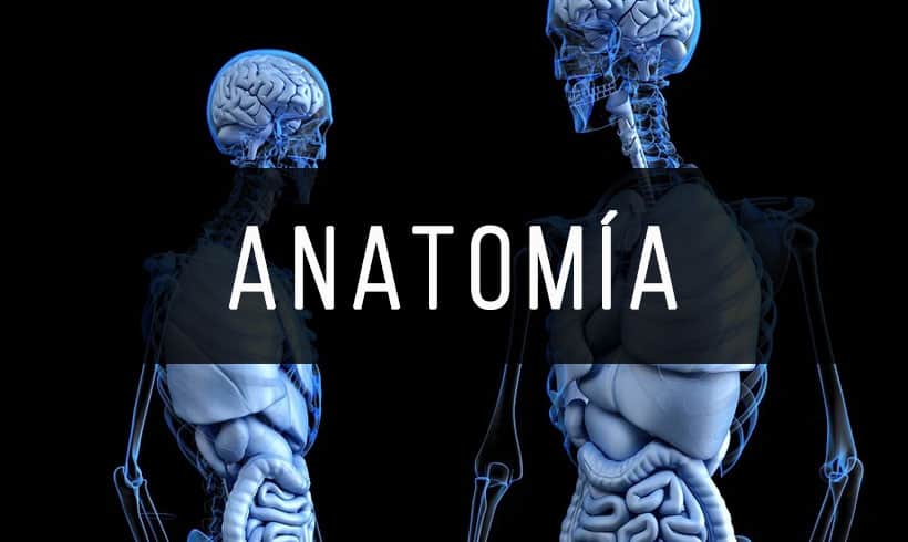 anatomia con orientacion clinica moore 7 edicion pdf descargar gratis